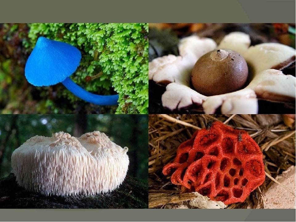 Нераскрытый мир грибов: тайны природы