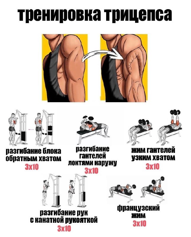 Топ-5 упражнений на трицепс